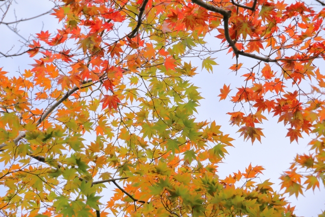 青空を背景に下から見上げた紅葉があり、色づきかけている。